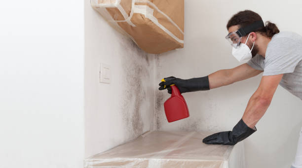 Professional Basement Mold Removal technician working in Midland, TX